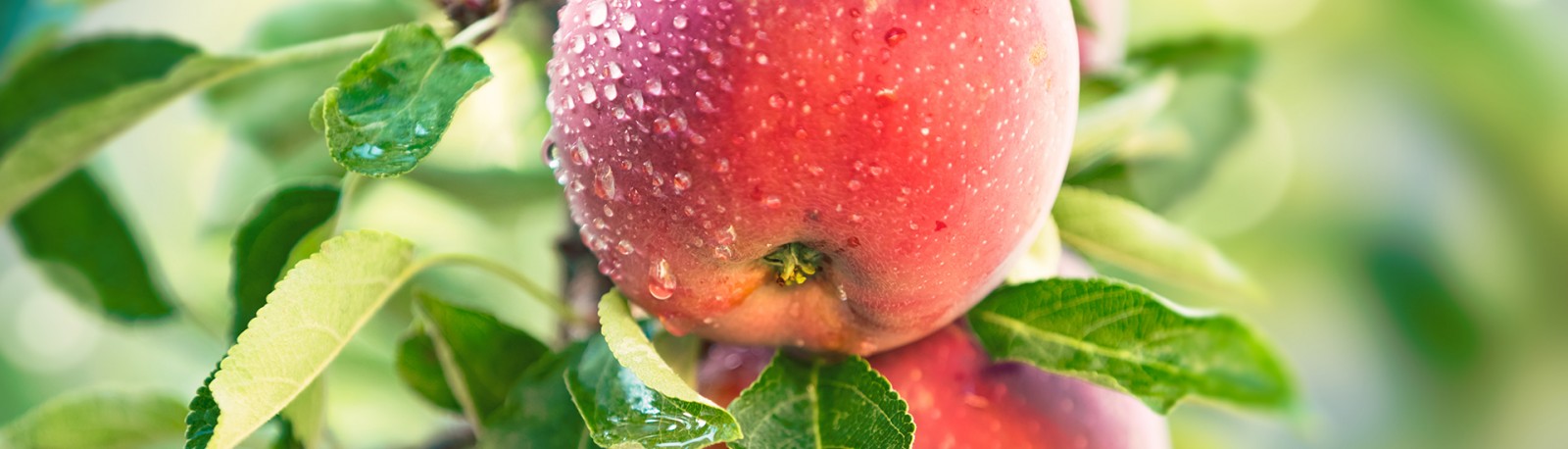 fps biologisch header biologisch lecker